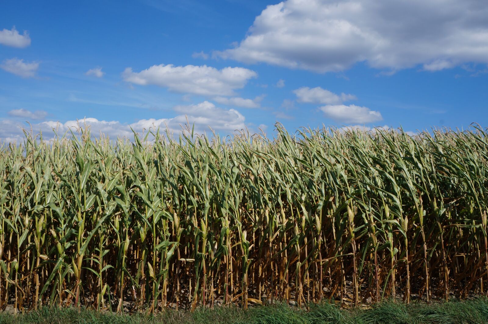 Sony Alpha a3000 sample photo. Corn, landscape, agriculture photography