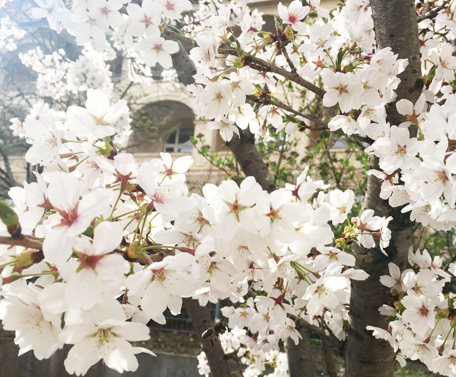 Apple iPhone 6s Plus sample photo. Flower, cherry wood, plant photography