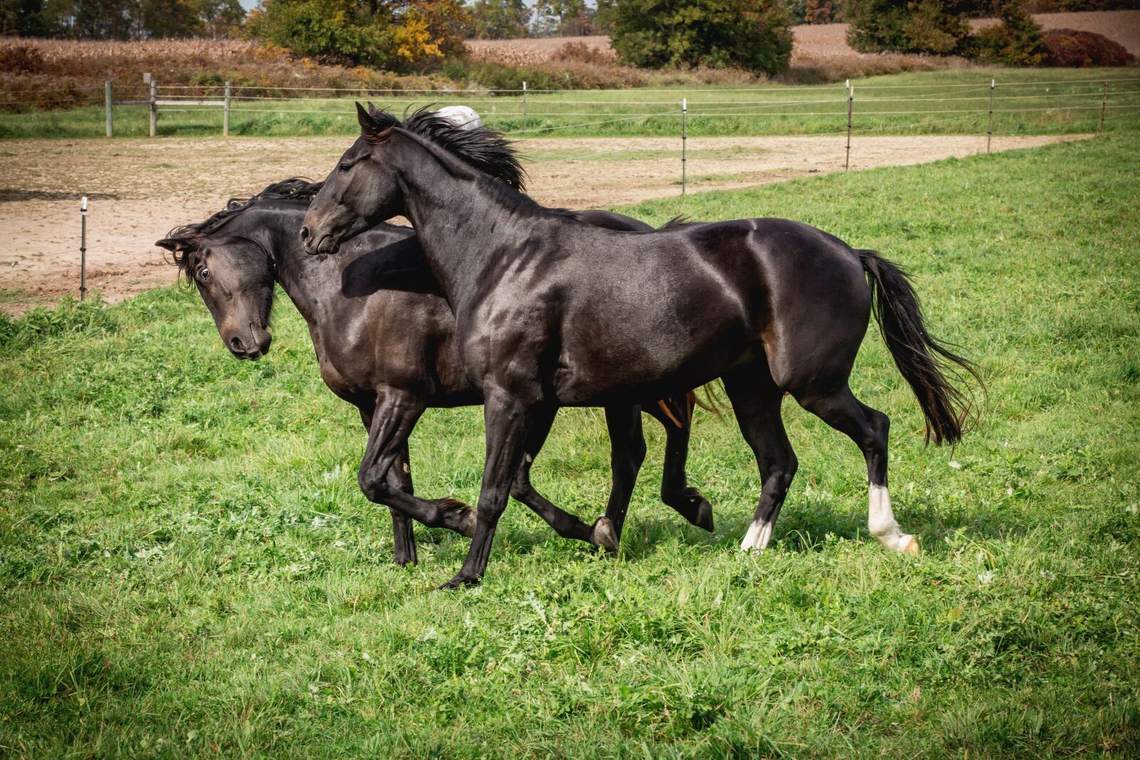 Canon EOS 5D Mark III sample photo. Horses, equine, friends photography