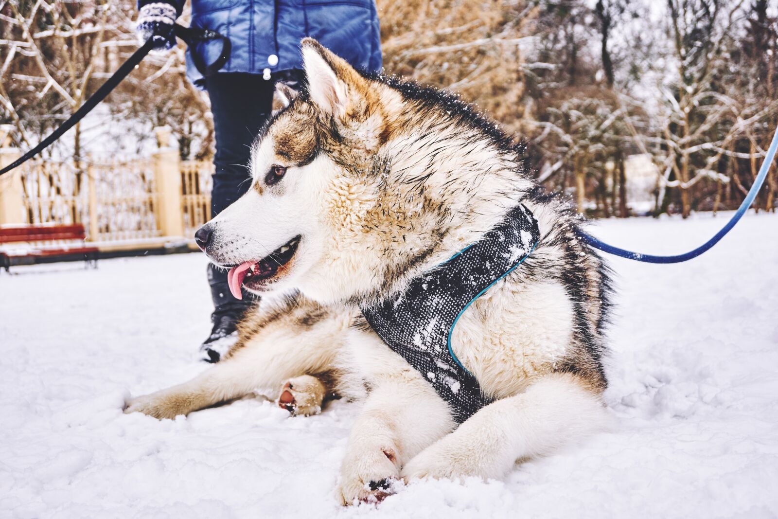 Sony a6000 sample photo. Animal, canine, cold photography