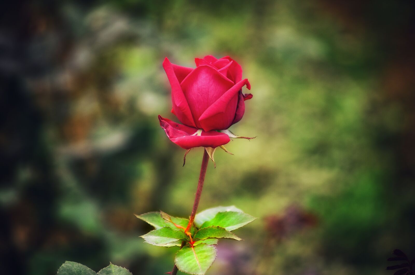 Nikon D5100 sample photo. Red rose, beautiful, flower photography