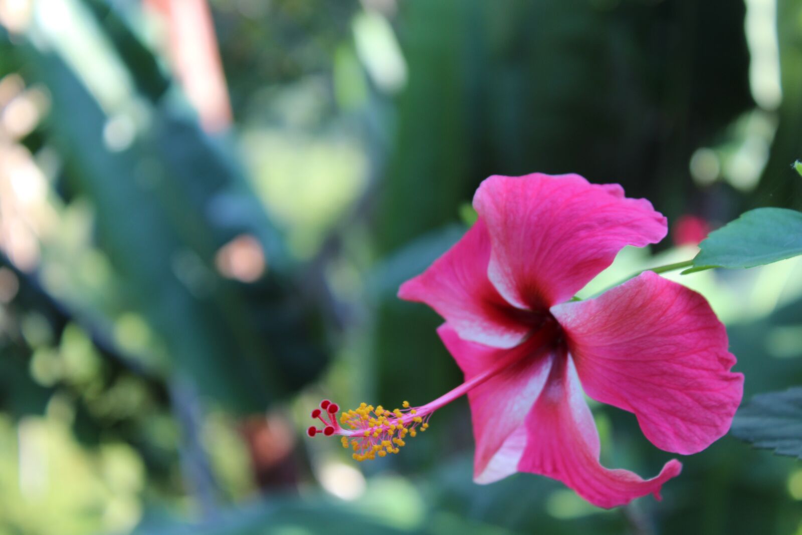 Canon EOS 1200D (EOS Rebel T5 / EOS Kiss X70 / EOS Hi) sample photo. Flower, nature, blossom photography