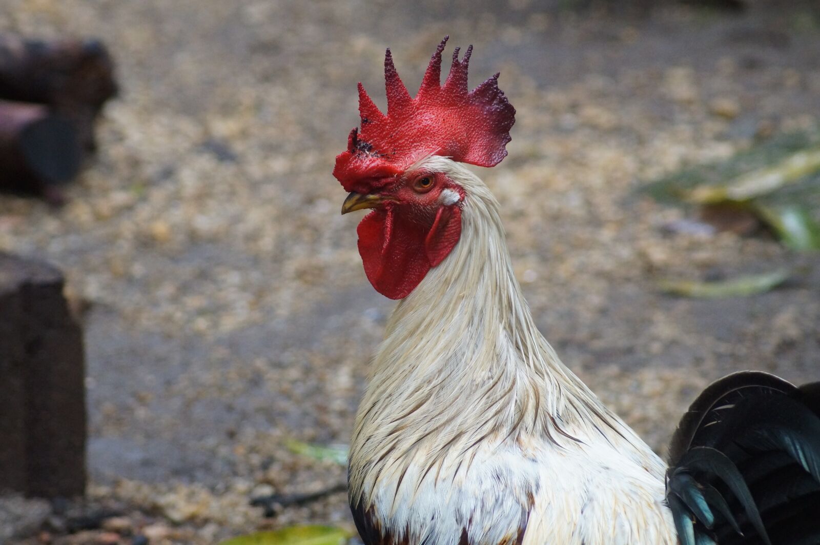 Sony SLT-A37 sample photo. Mexico, nature, hens photography