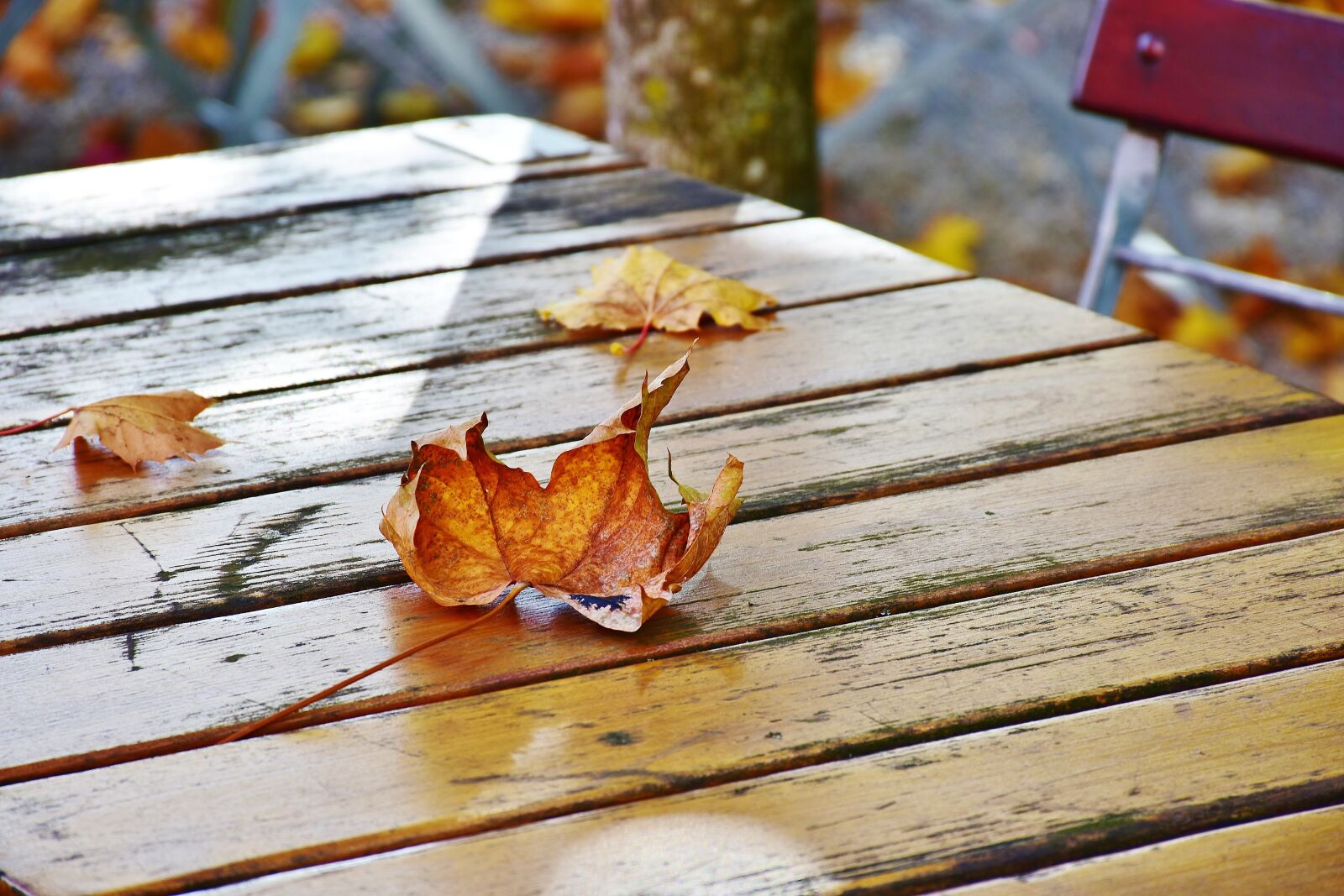 Nikon D7200 sample photo. Autumn, beer garden, chairs photography