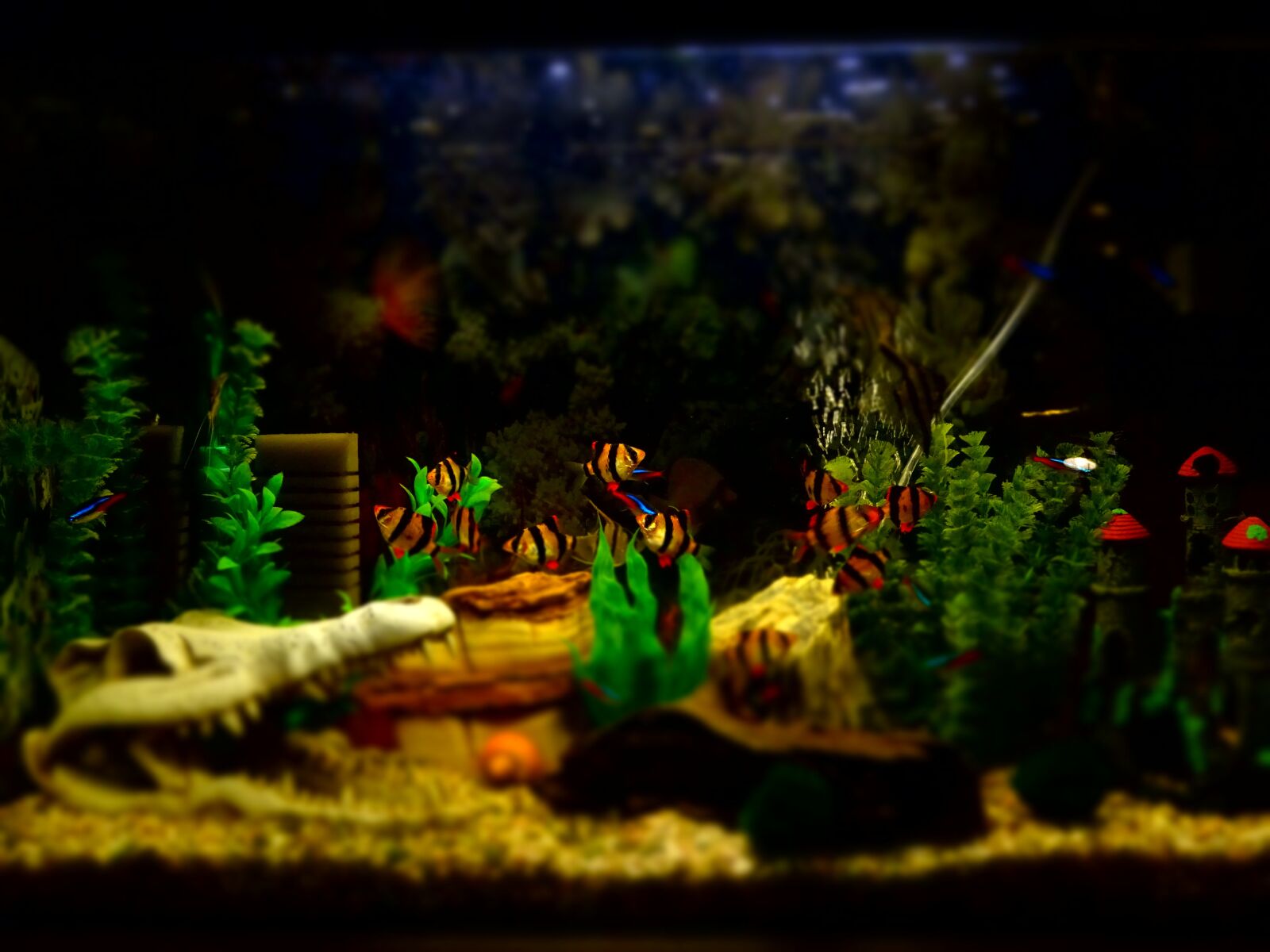 Sony Cyber-shot DSC-HX400V sample photo. Aquarium, fish, ornamental photography