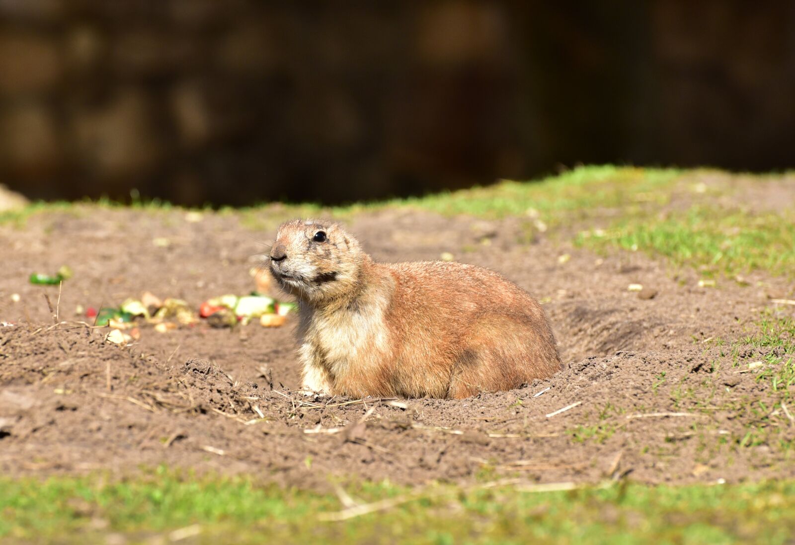 Nikon D750 sample photo. Prairie dog, marmot, zoo photography