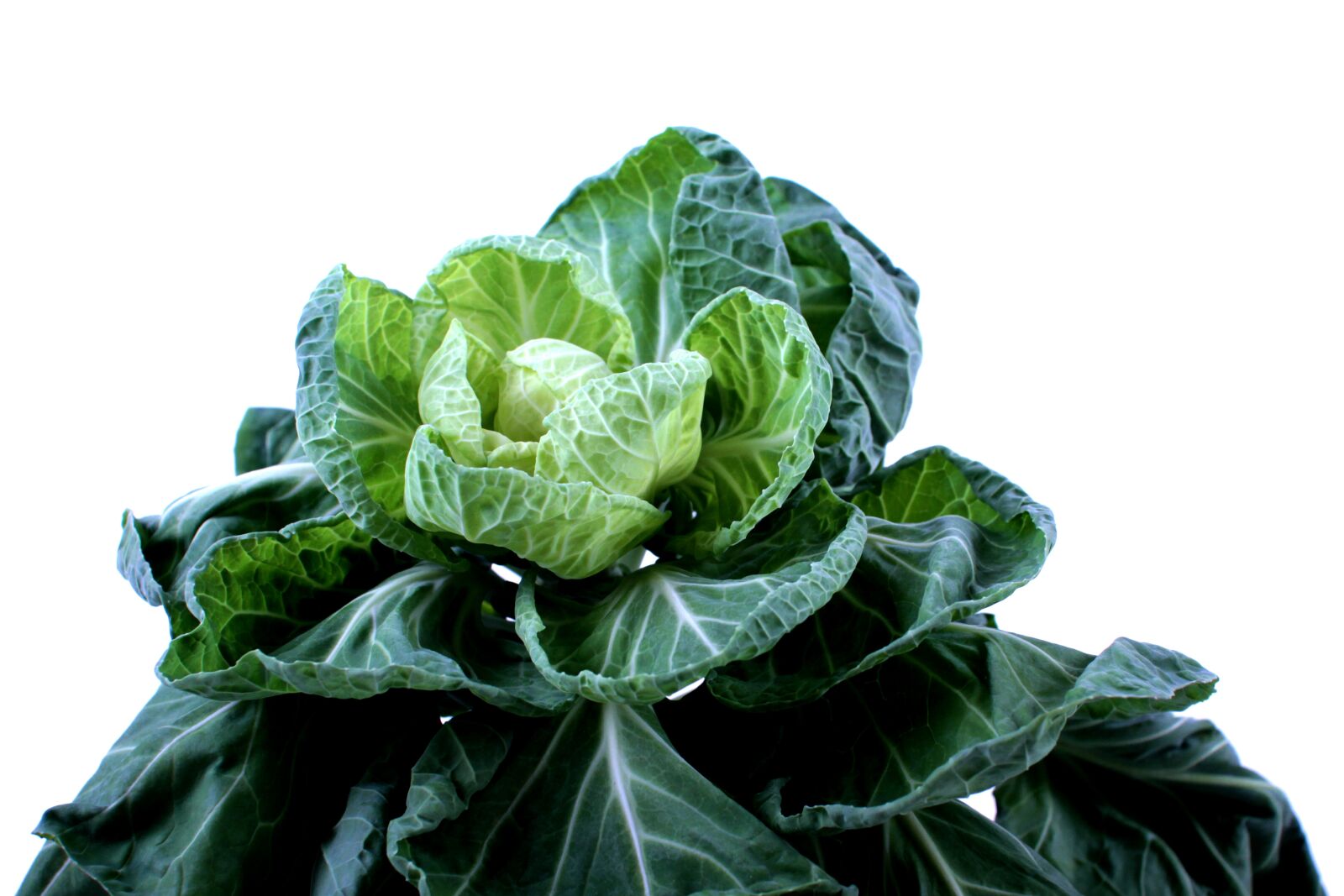 Canon EOS 7D sample photo. Brussels sprouts, cabbage, green photography