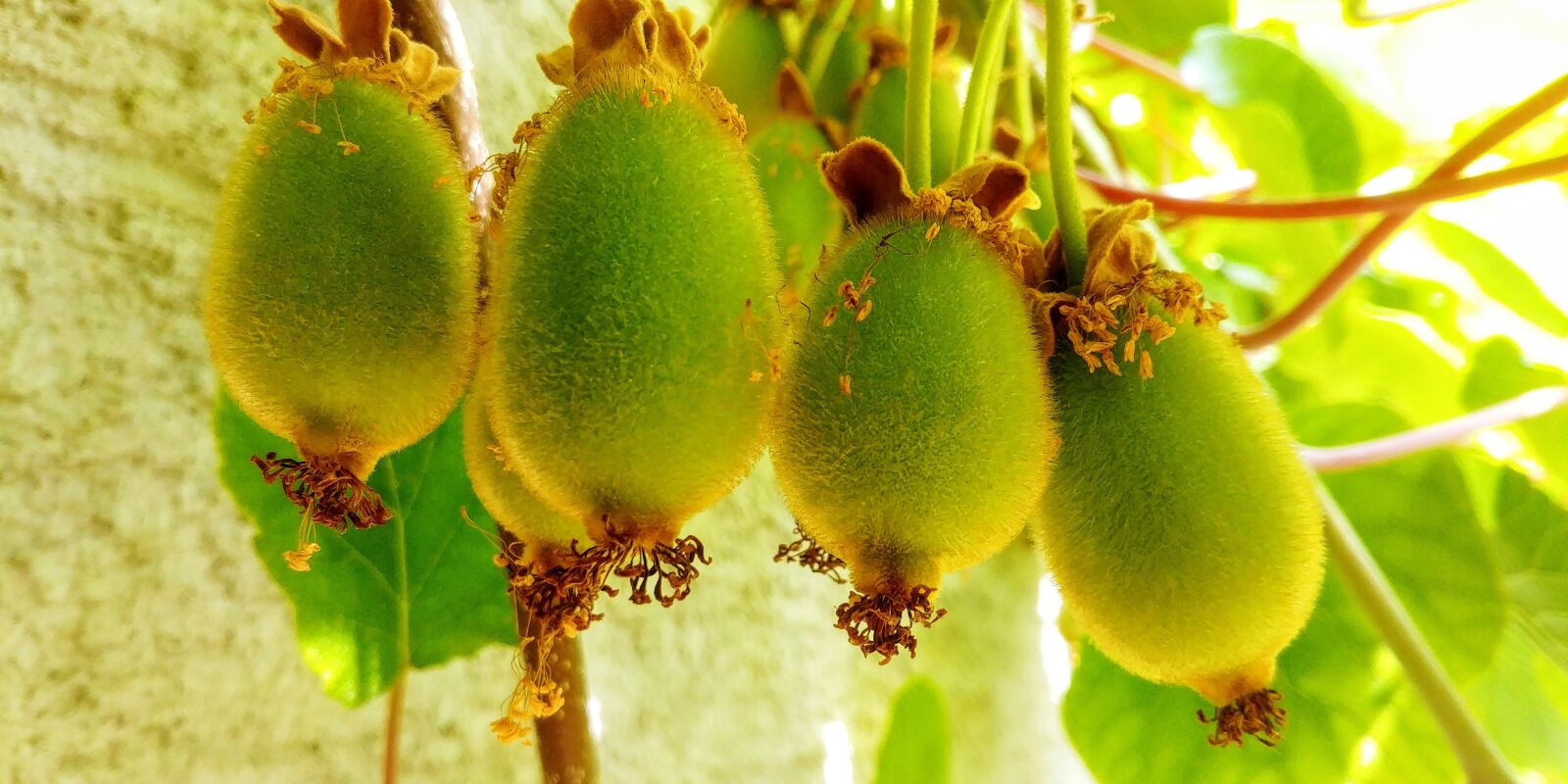LG G6 sample photo. Kiwi, fruit, green photography