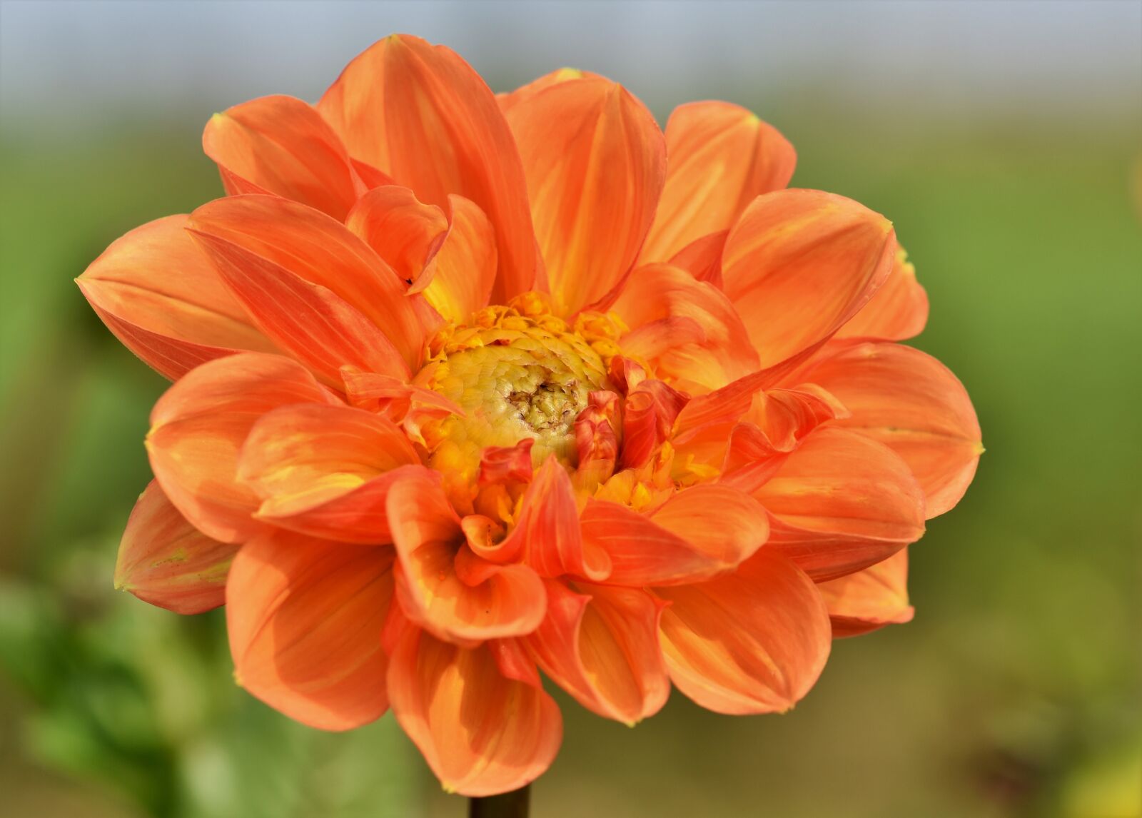 Nikon D7200 sample photo. Dahlia, dahlias bud, flower photography