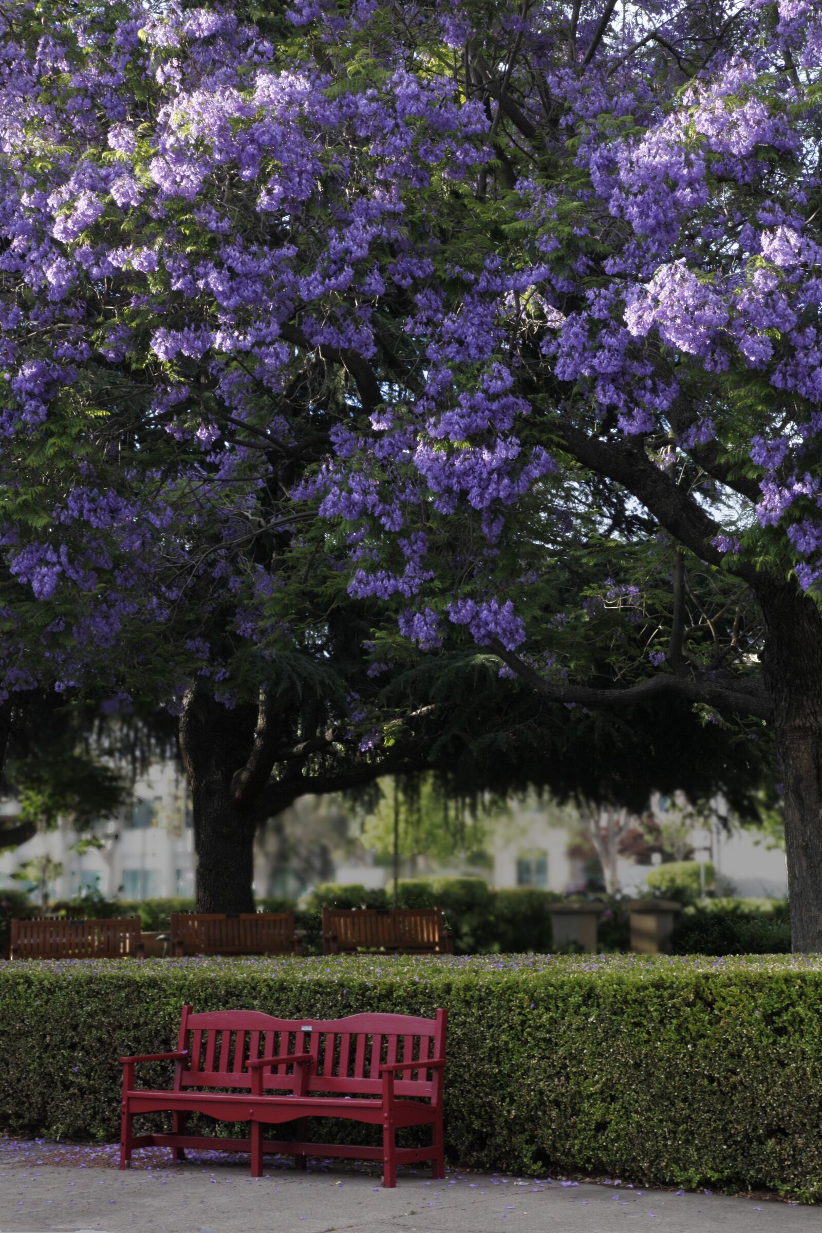 Canon EOS 5D Mark II sample photo. Red, bench, jacaranda photography