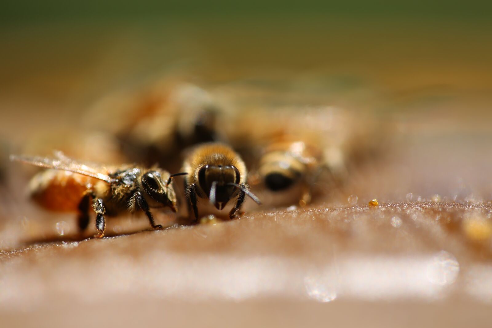Canon EF 180mm F3.5L Macro USM sample photo. Insect, nature, animal photography