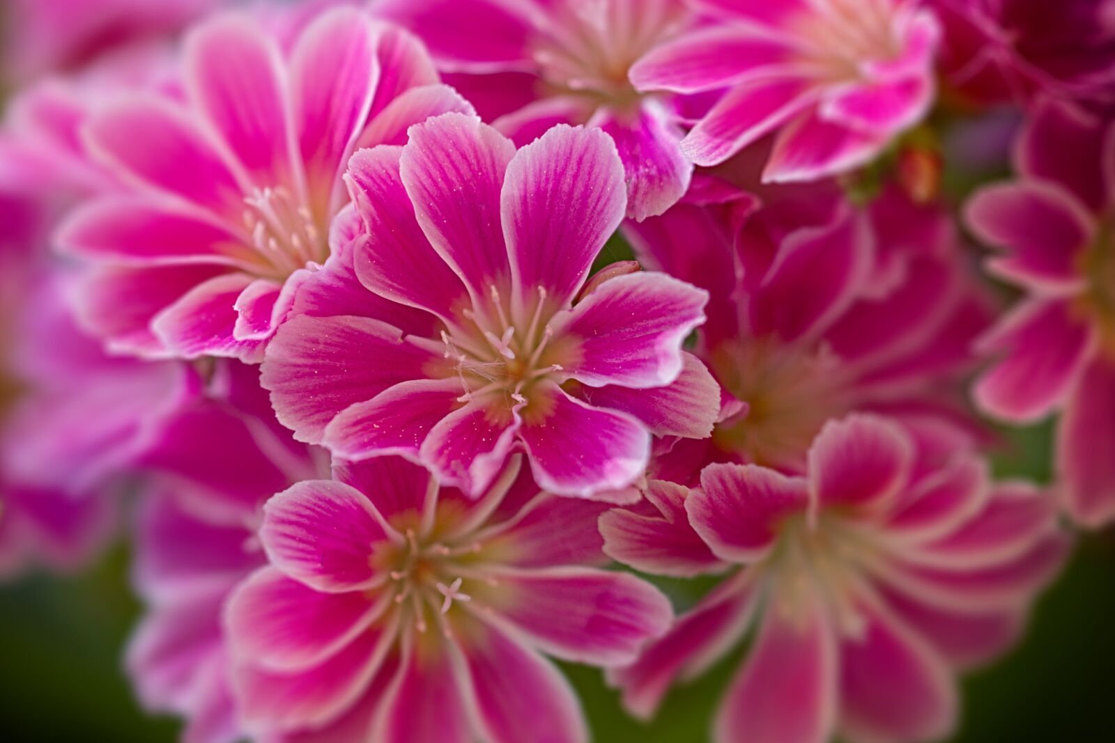Canon EOS 600D (Rebel EOS T3i / EOS Kiss X5) sample photo. Flower, red, macro photography