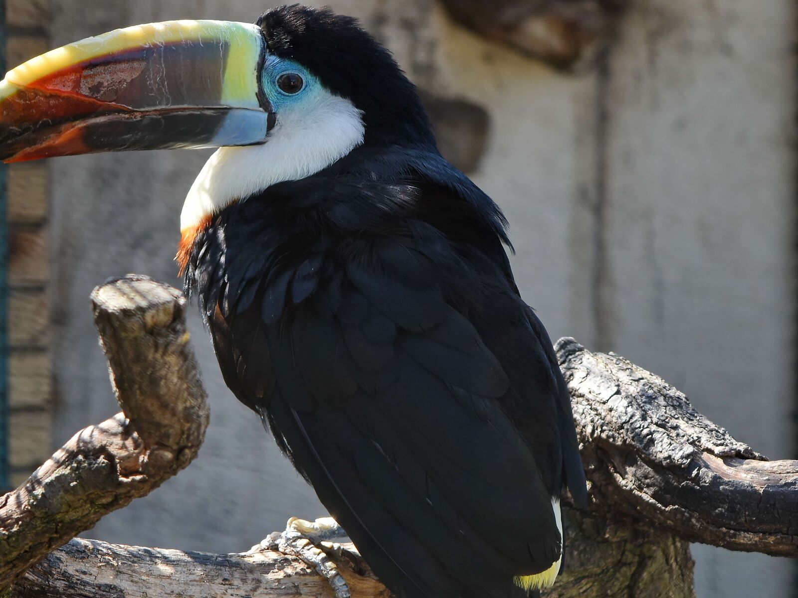 Nikon D5500 sample photo. Side view, toucan, wild photography