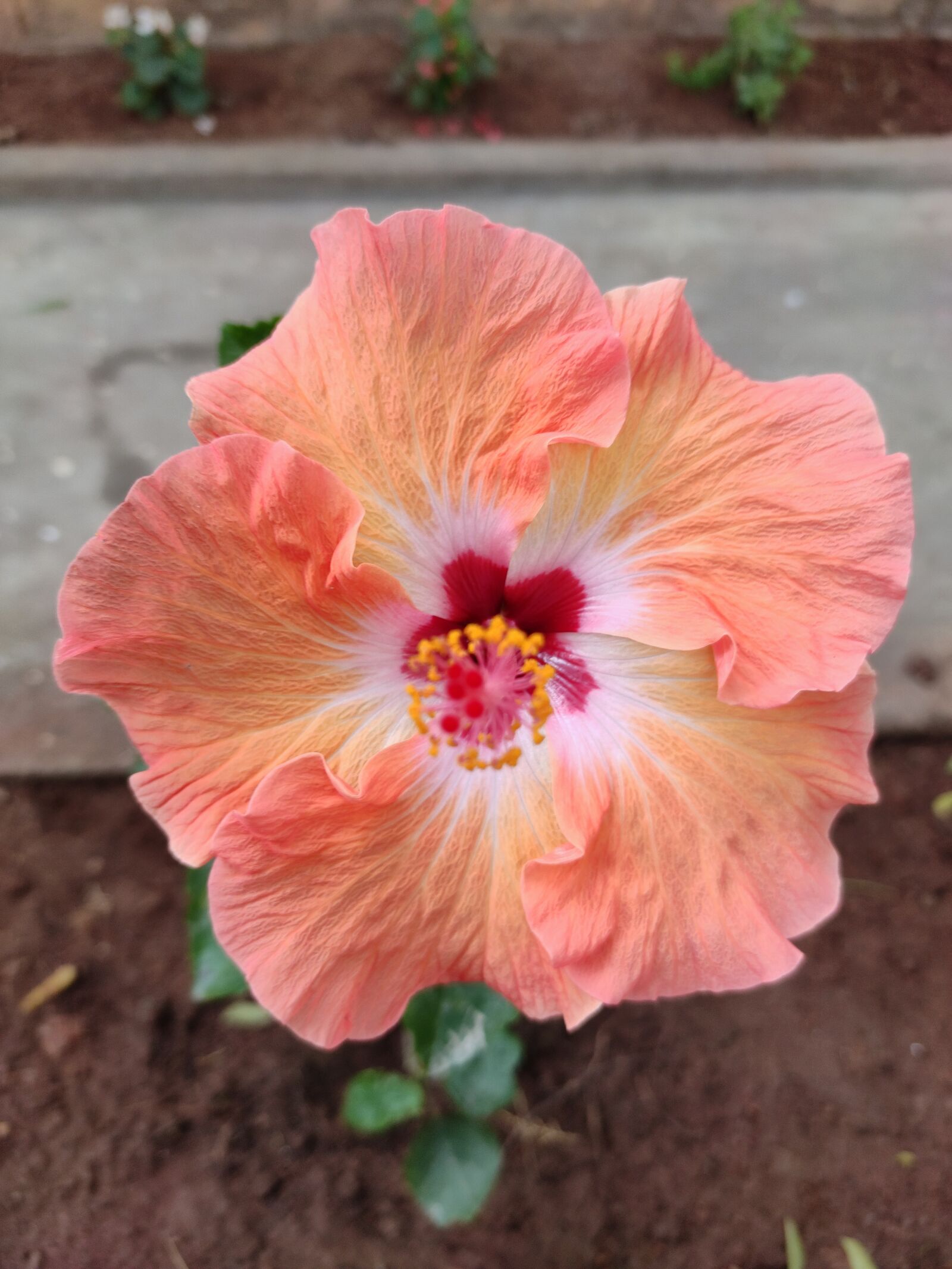 Xiaomi Redmi Note 7 Pro sample photo. Hibiscus, flower, milk pink photography