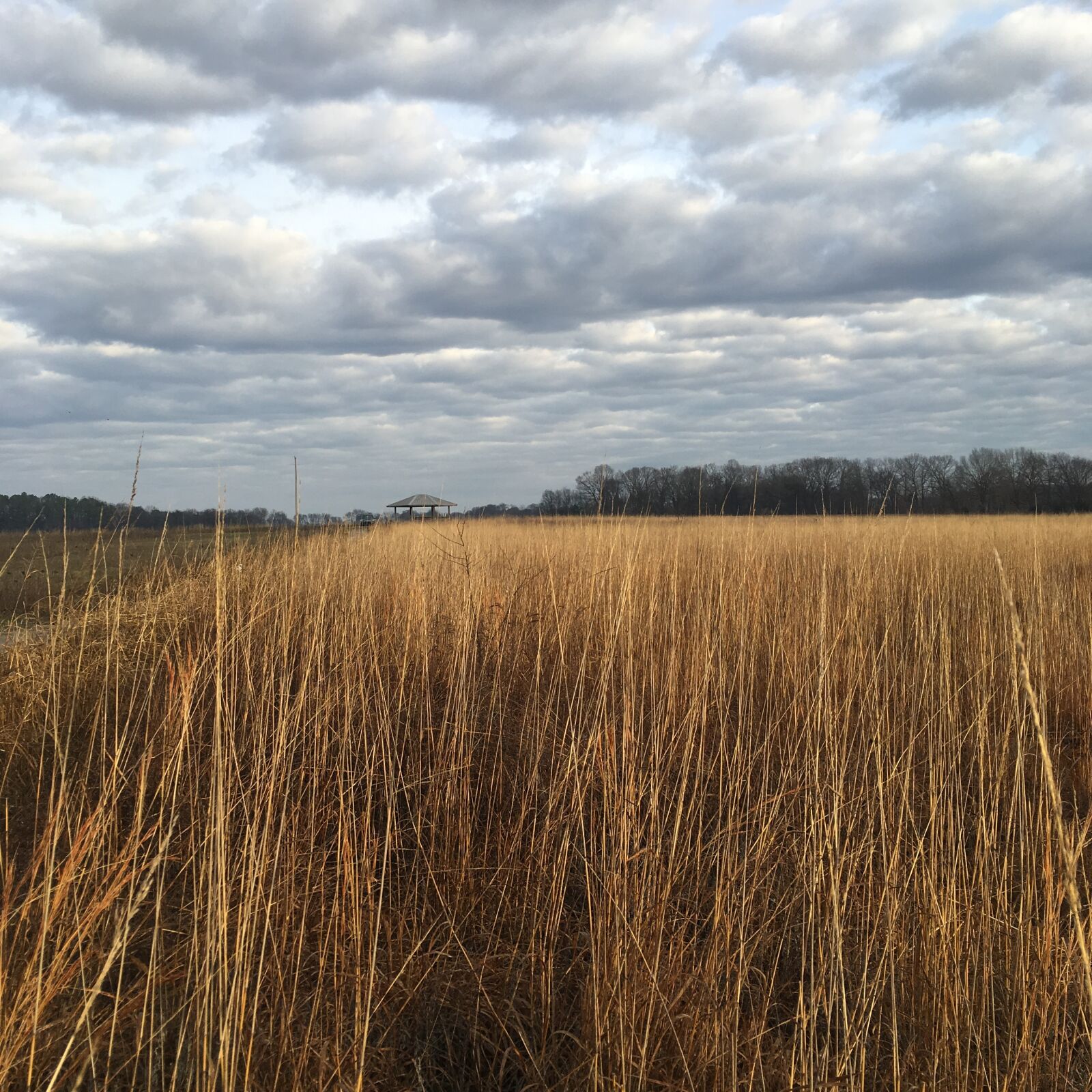 iPhone SE back camera 4.15mm f/2.2 sample photo. National wildlife refuge, bird photography