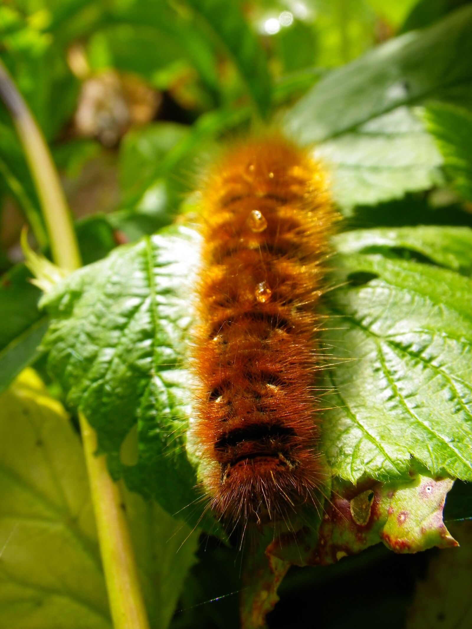 Pentax Optio W90 sample photo. Caterpillar, close up, hairy photography