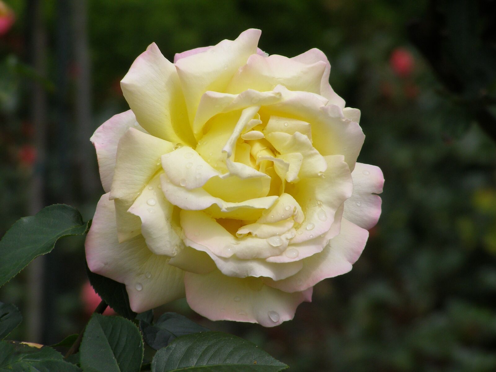 Olympus SP500UZ sample photo. Rose, yellow flower, flower photography