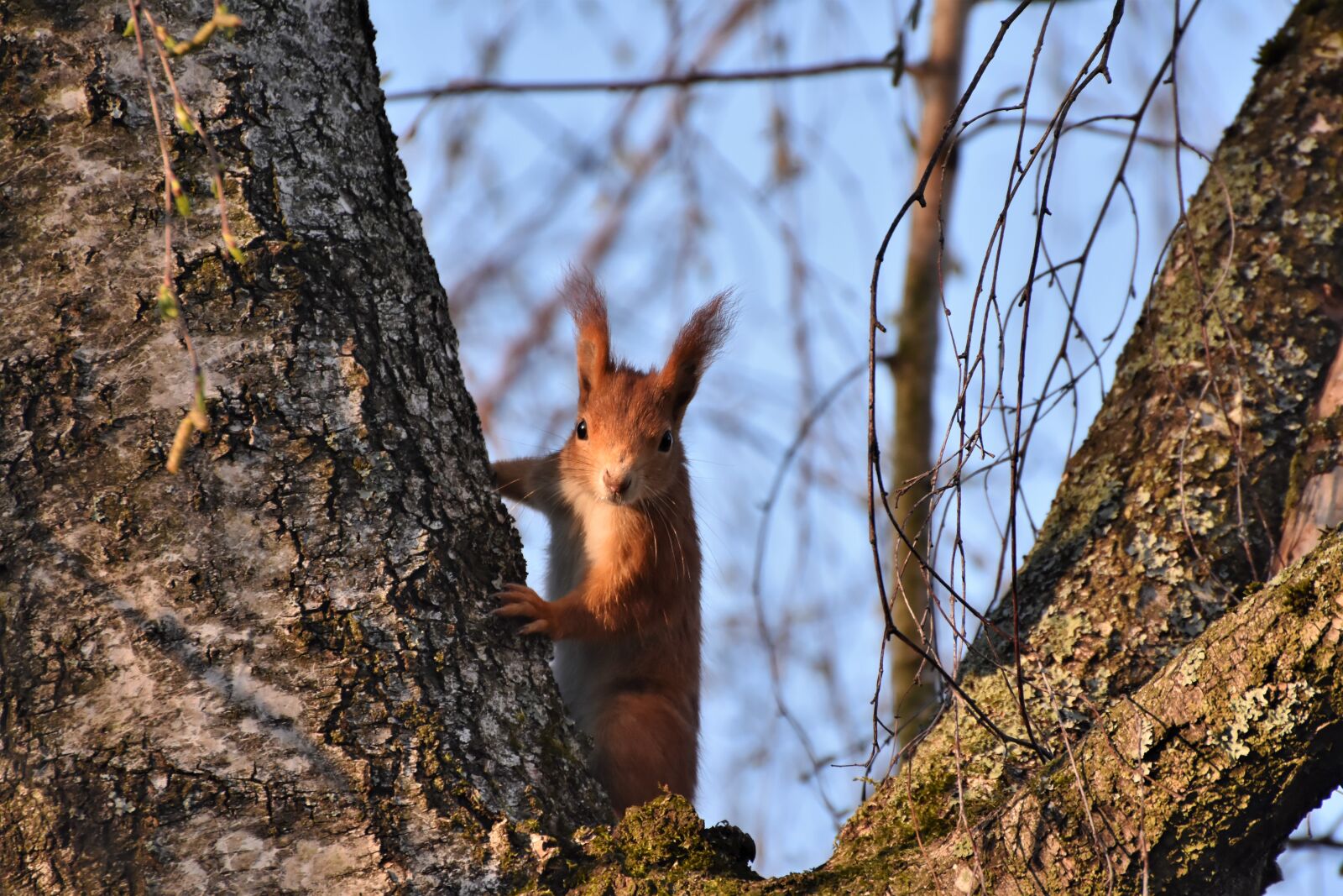 Nikon D7200 sample photo. Squirrel, verifiable kitten, rodent photography