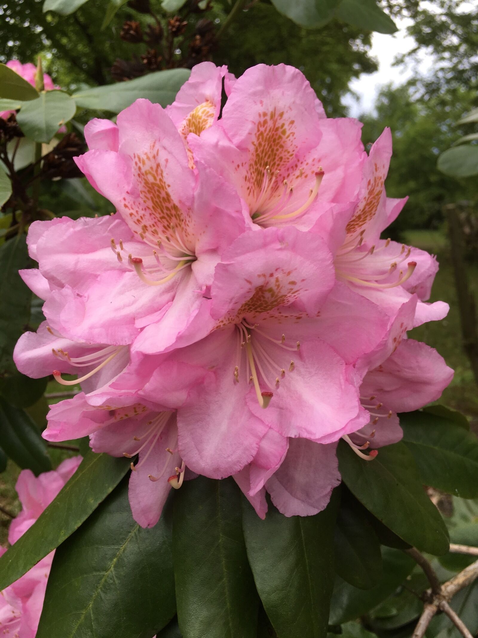 Apple iPhone 6s sample photo. Pink flowers, floral, nature photography