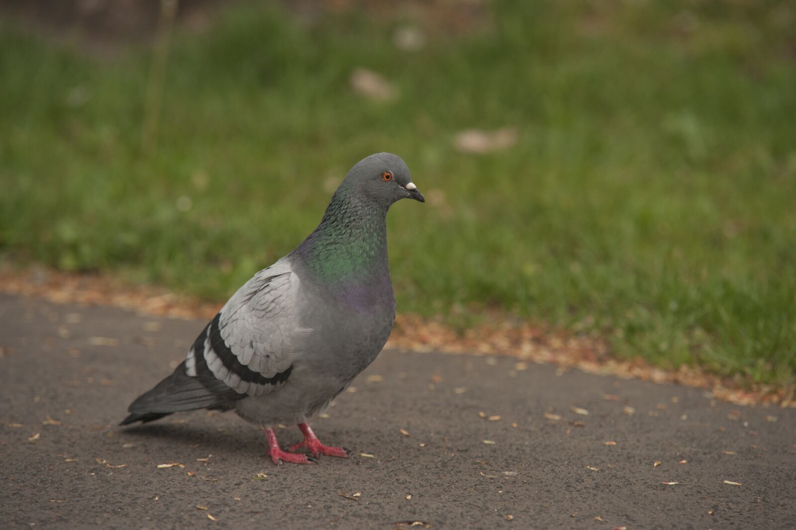 Nikon D700 sample photo. Pigeon, park, birds photography