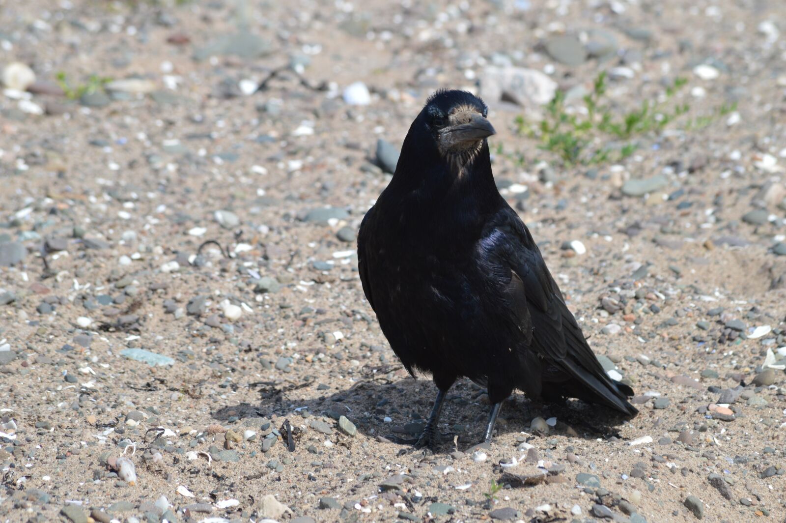 Nikon D3200 sample photo. Crow, raven, bird photography