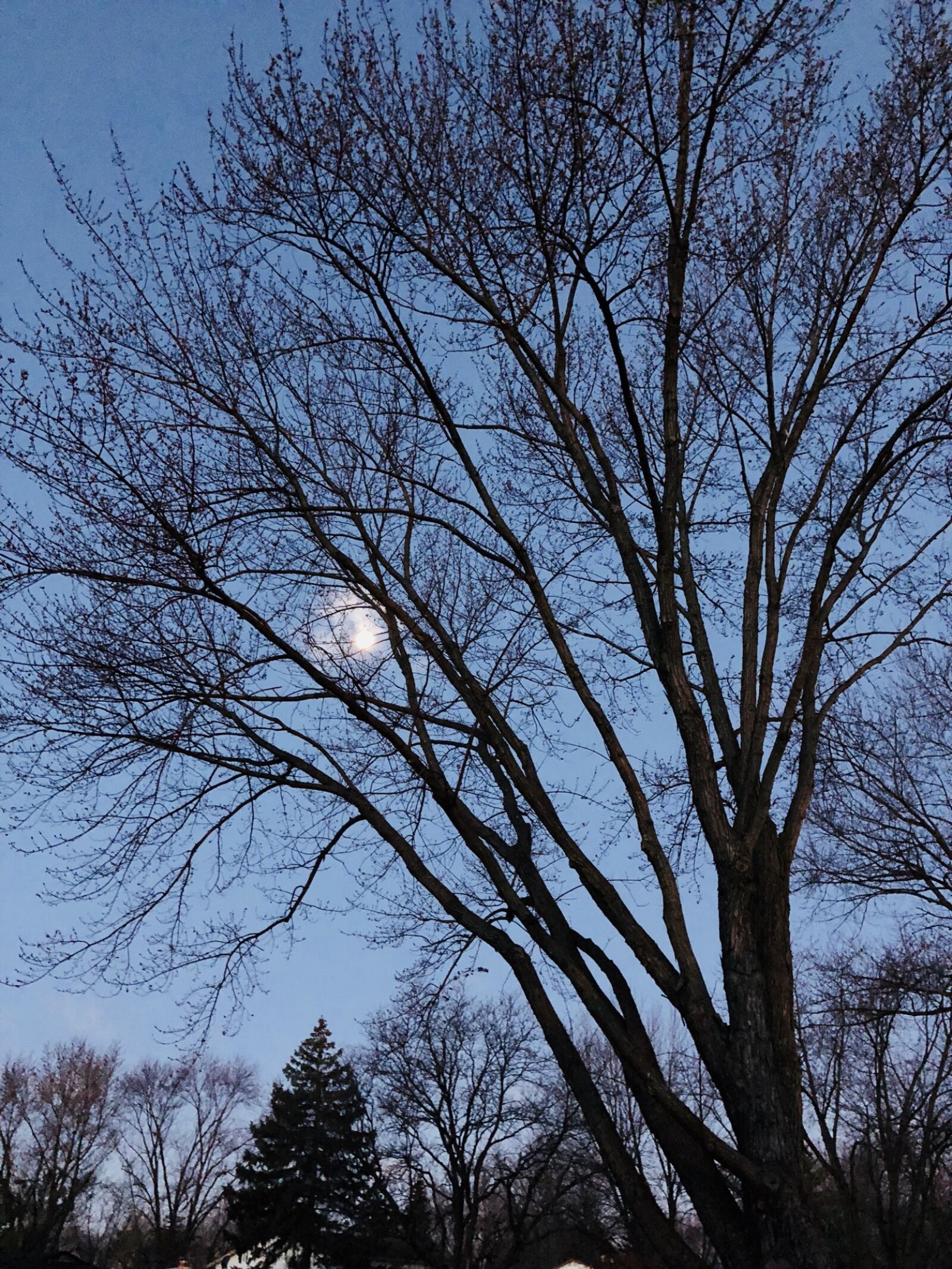 iPhone 8 back camera 3.99mm f/1.8 sample photo. Dark, sky, full, moon photography
