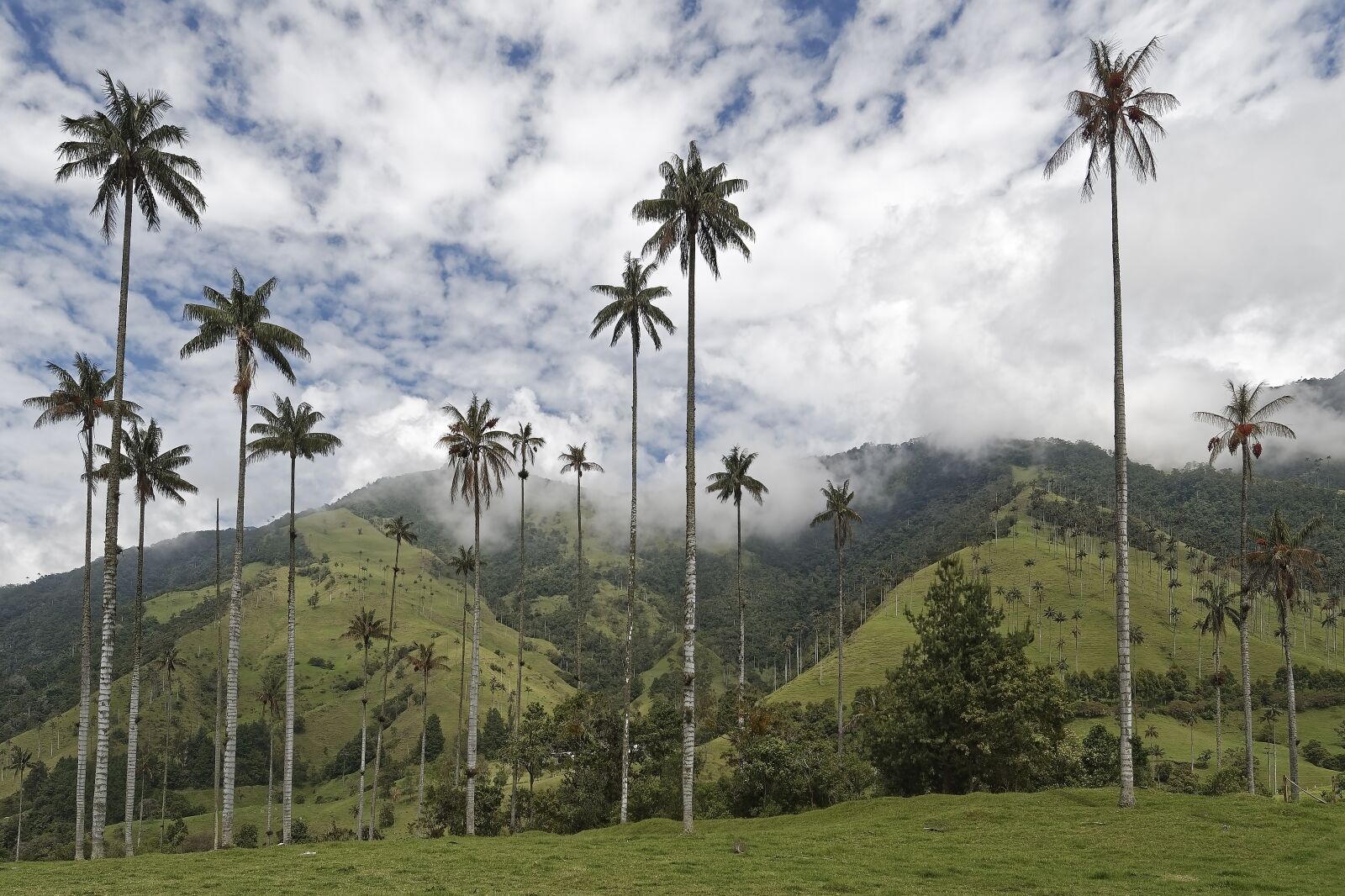 Nikon D500 sample photo. Colombia, palm trees, cocora photography