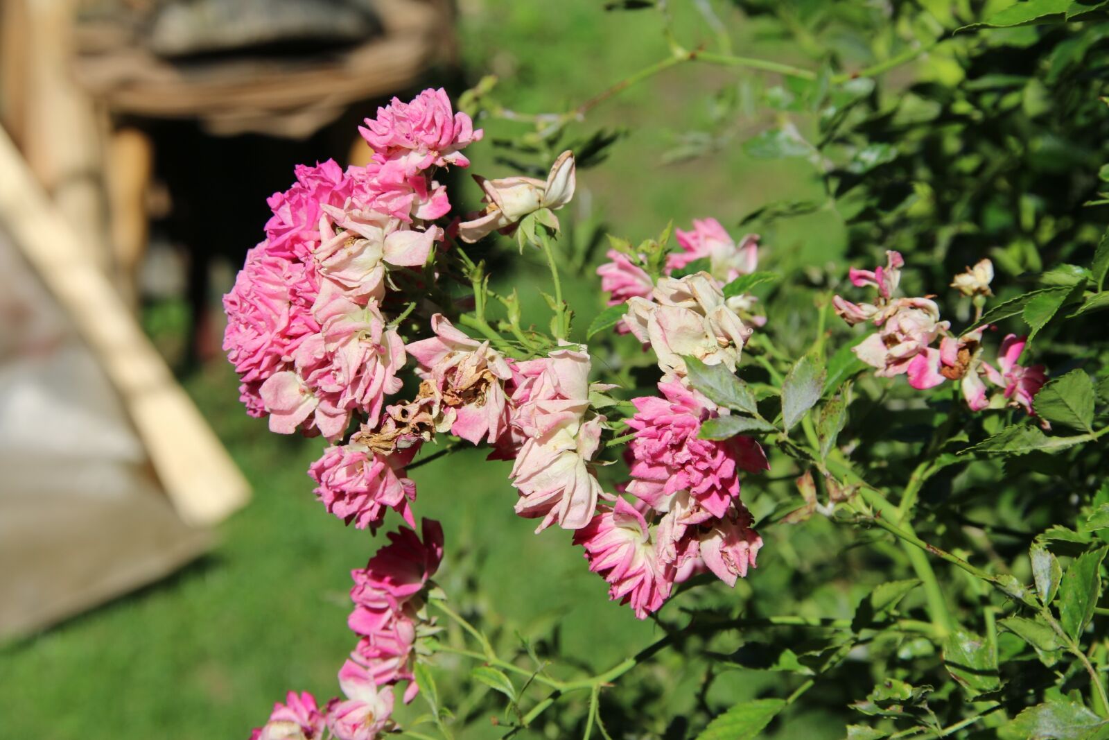 Canon EOS 70D sample photo. Climbing rose, faded, pink photography