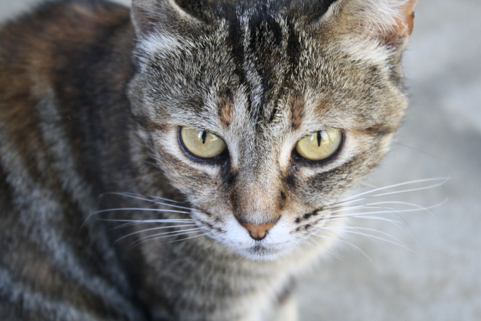 Canon EOS 1000D (EOS Digital Rebel XS / EOS Kiss F) sample photo. Cute, animal, portrait photography