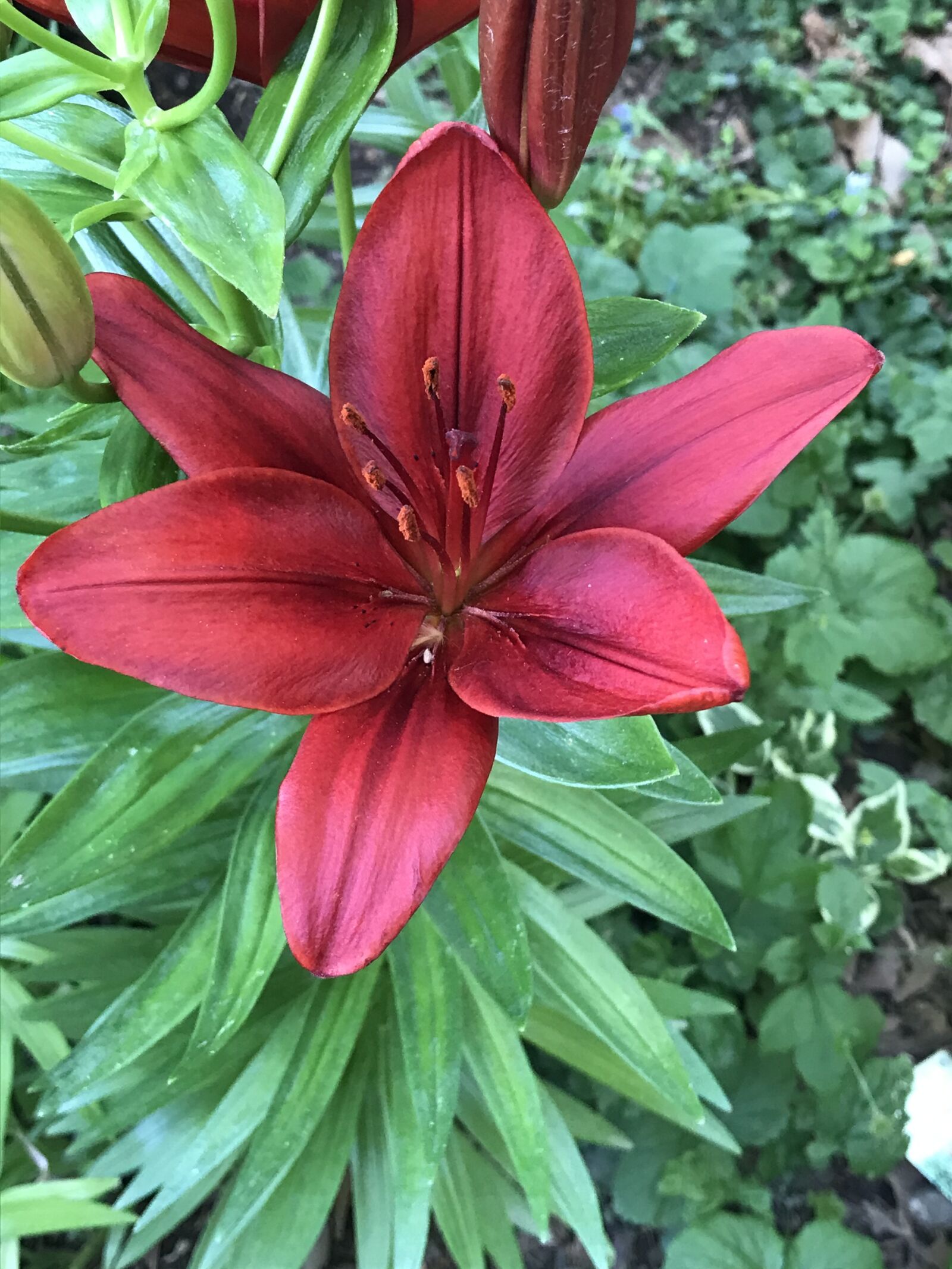 Apple iPhone 7 sample photo. Red, daylily, flower photography