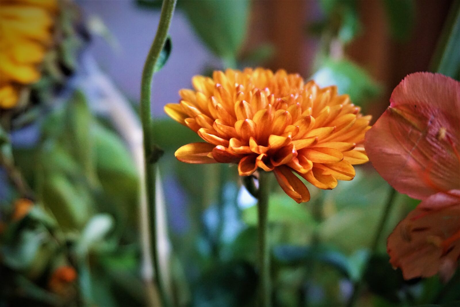 Sony E 16-50mm F3.5-5.6 PZ OSS sample photo. Flower, flora, nature photography