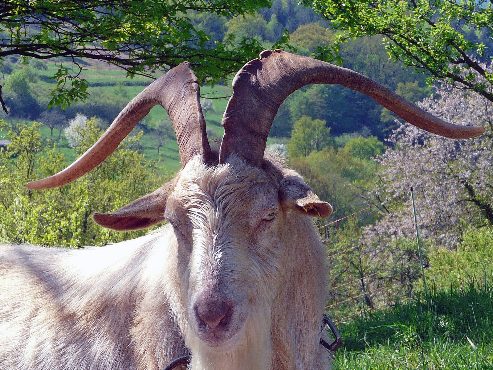 Panasonic DMC-FZ18 sample photo. Goat, spring, farm photography