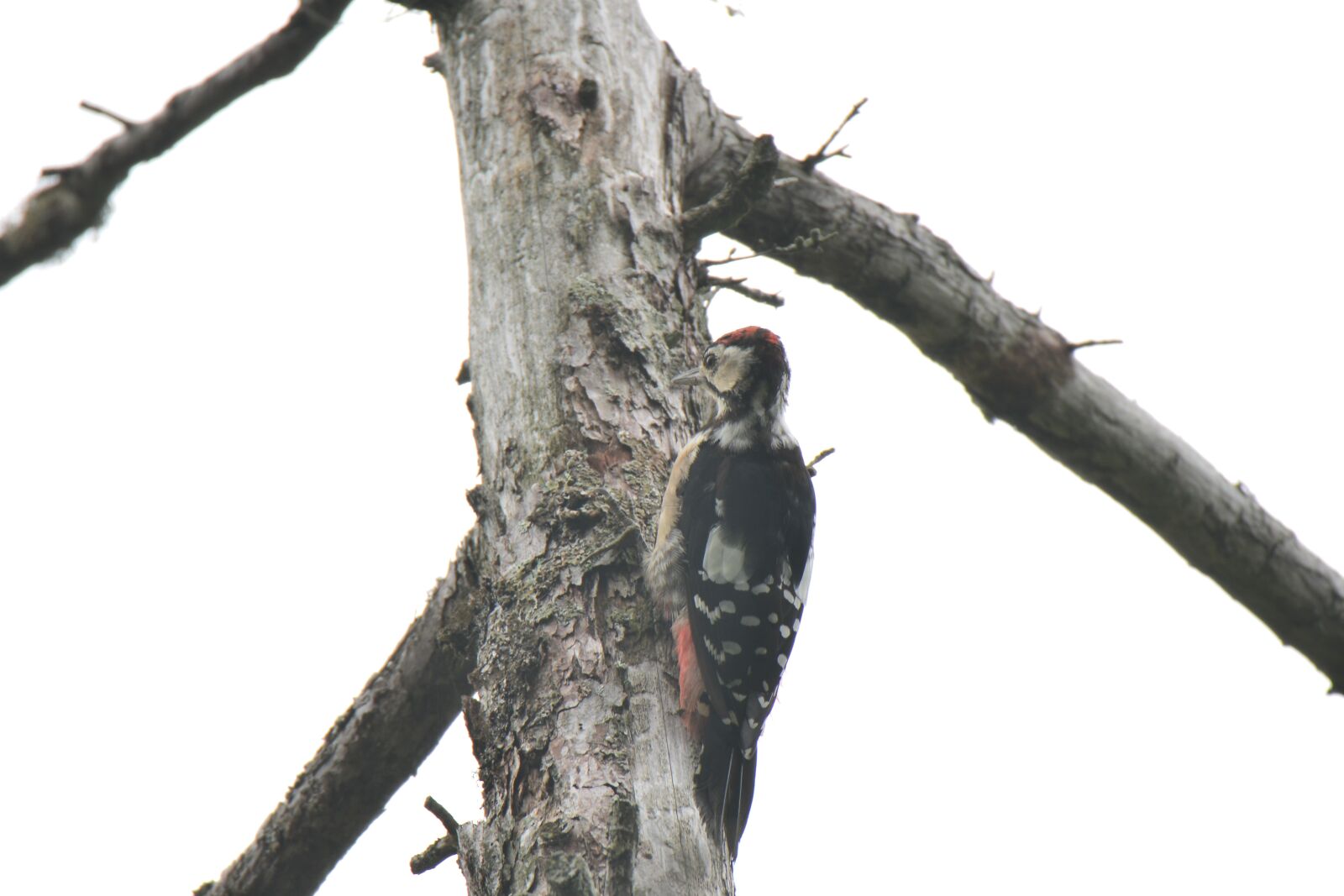 Nikon D800 sample photo. Wood, natural, bird photography