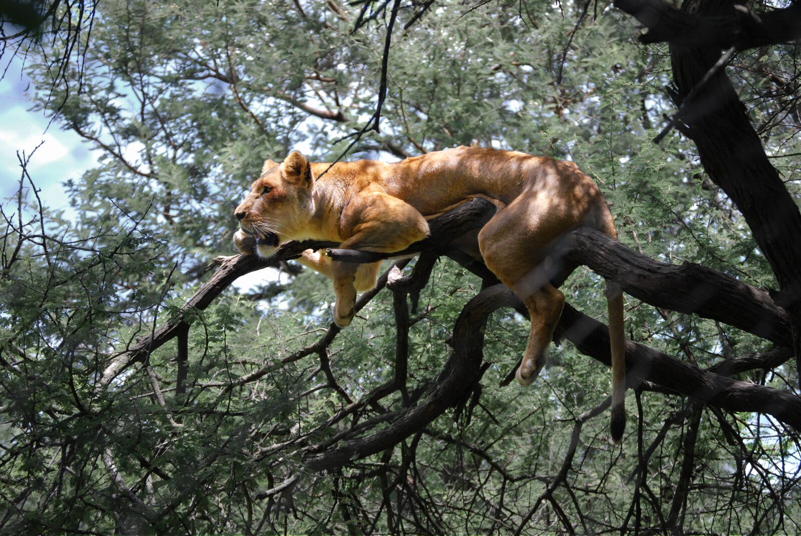 Nikon D40X sample photo. Lion, zimbabwe, africa photography