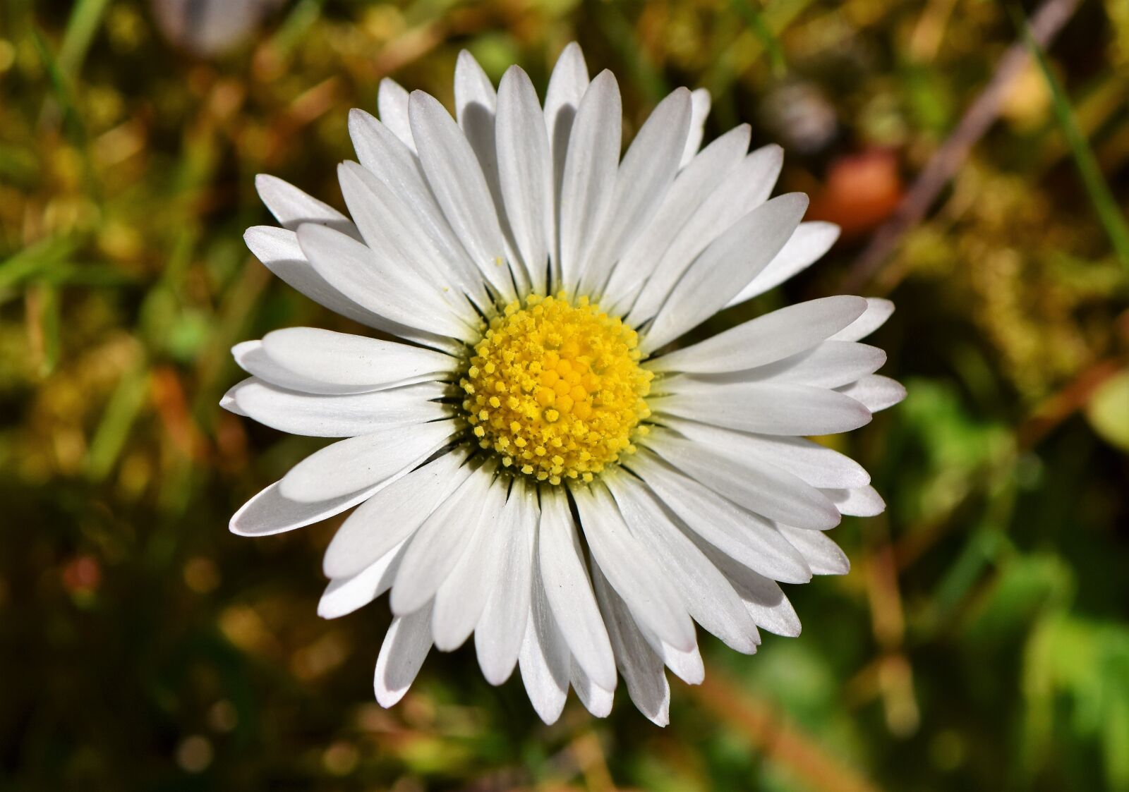Nikon D7200 sample photo. Daisy, geese flower, spring photography