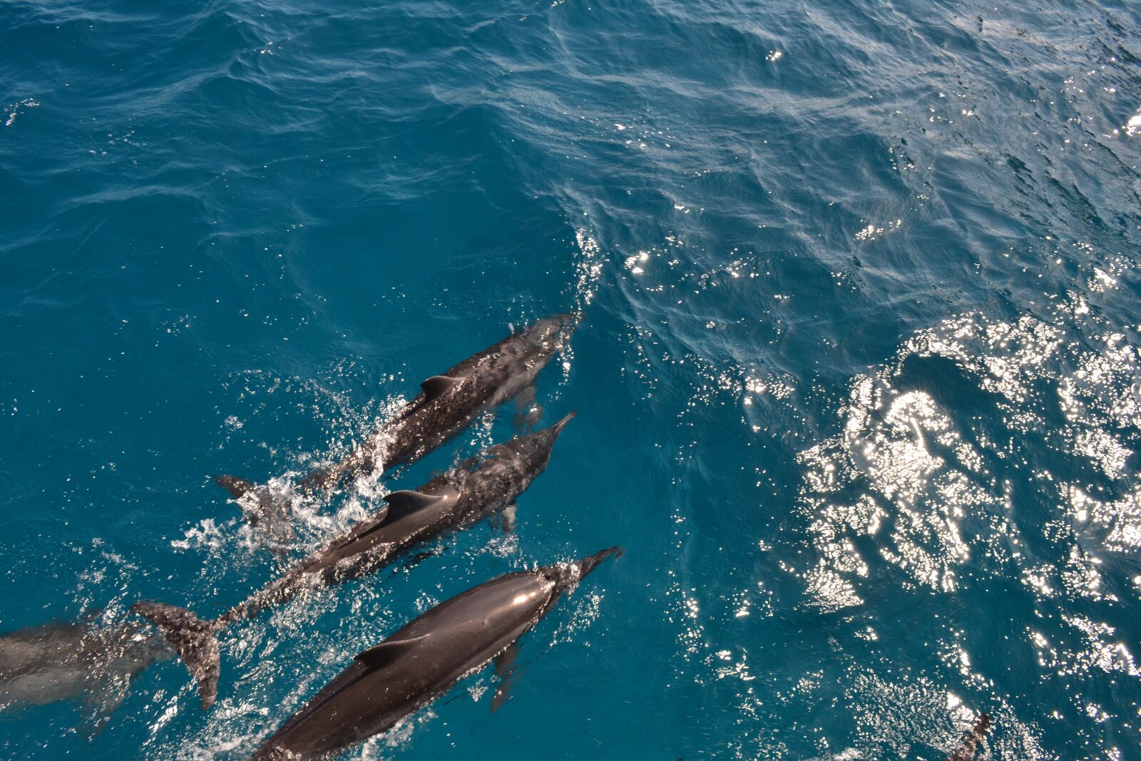 Nikon D3100 sample photo. A family of bottlenose photography