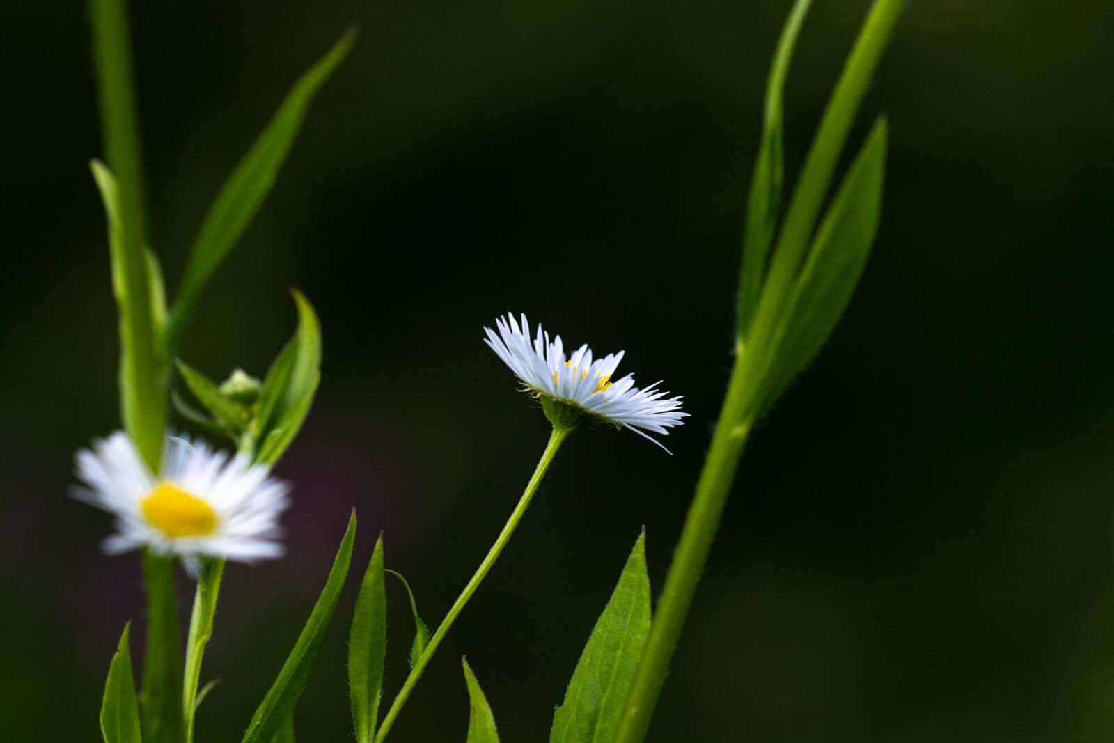 Nikon D7100 sample photo. Annual fleabane, erigeron annuus photography
