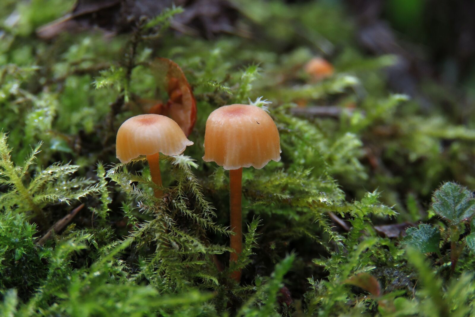 Canon PowerShot SX60 HS sample photo. Fungi, forest, mushroom photography