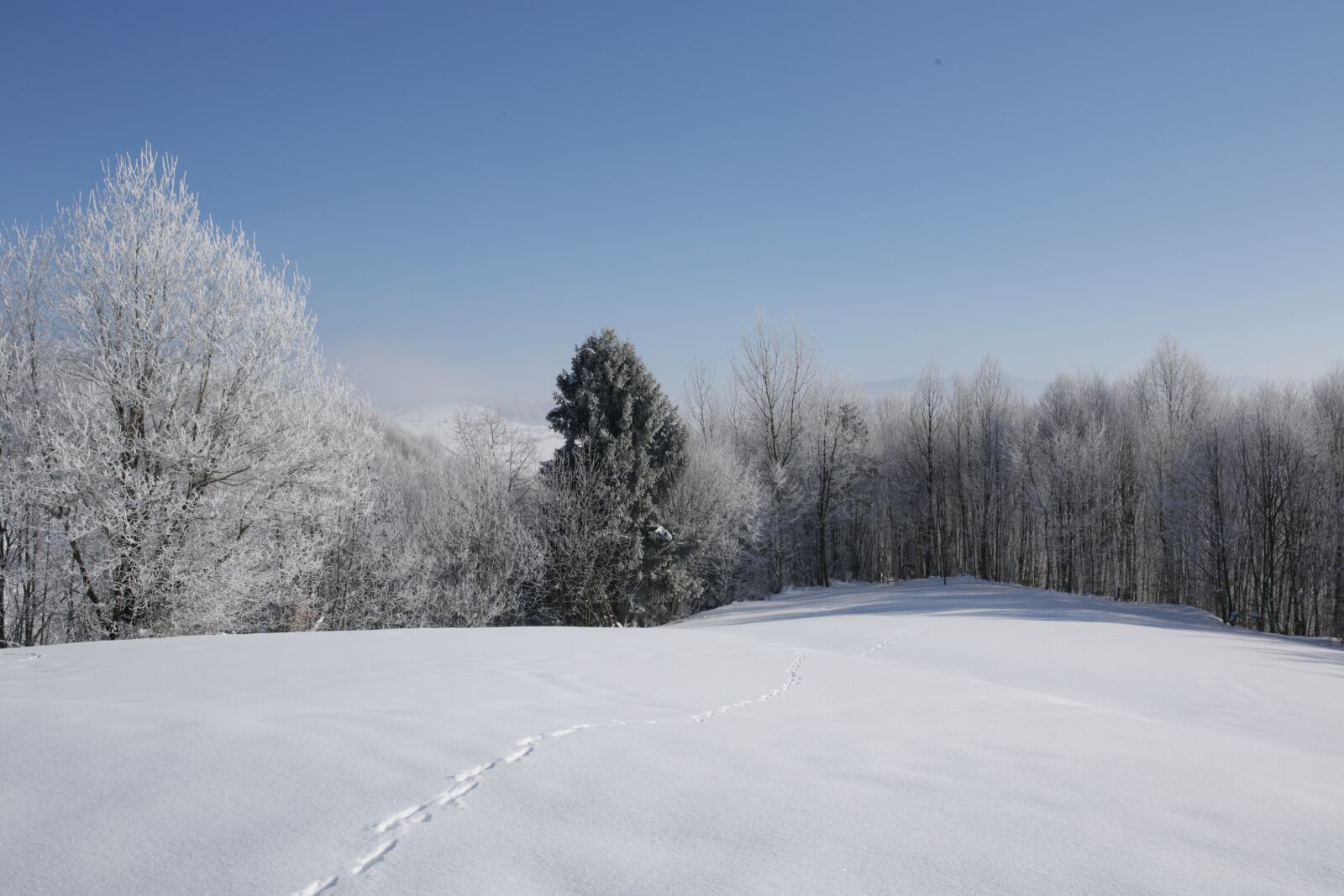 Canon EOS 5D Mark III sample photo. Nature, forest, mountains photography