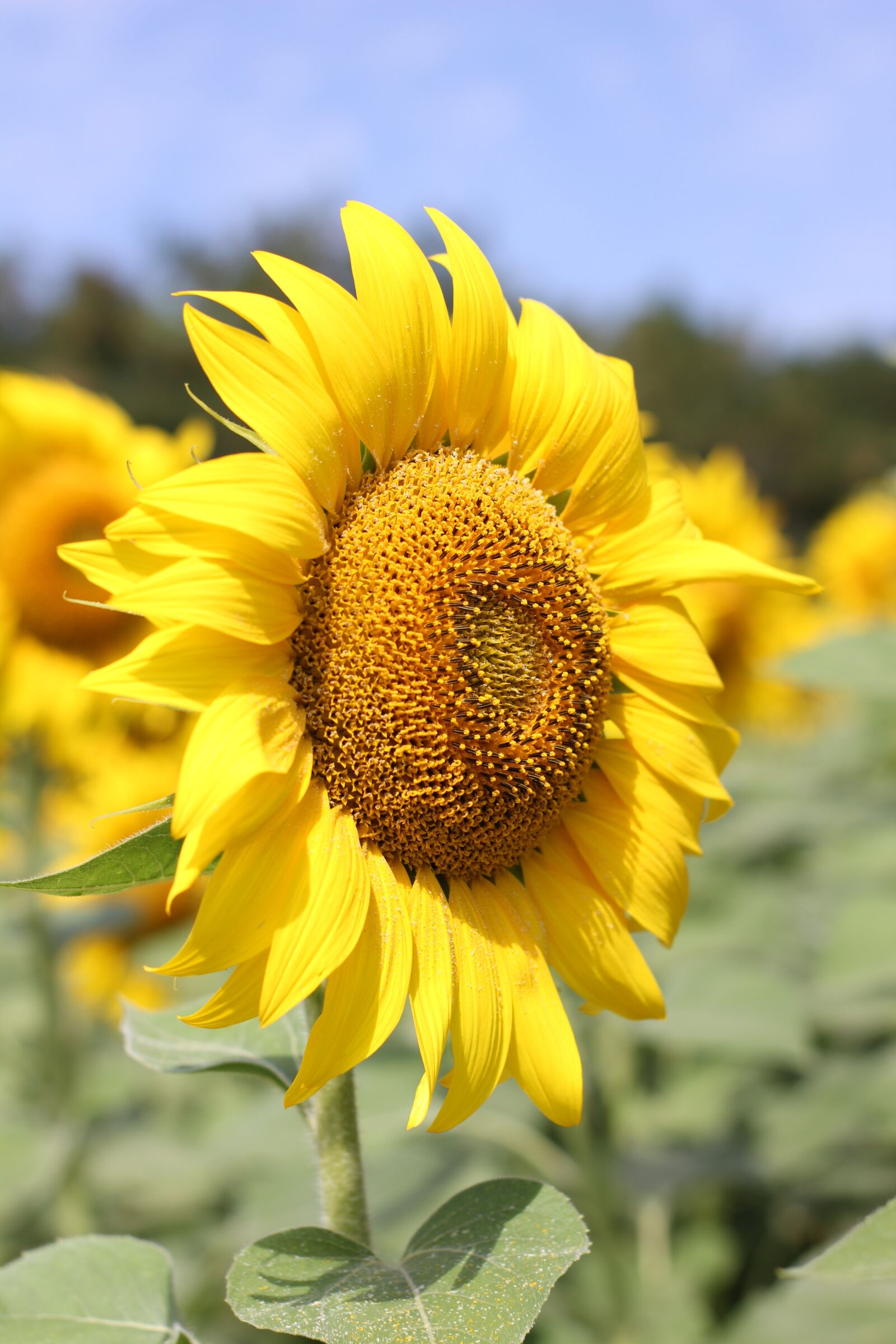 Canon EOS 550D (EOS Rebel T2i / EOS Kiss X4) sample photo. Sunflower, flower, bloom photography