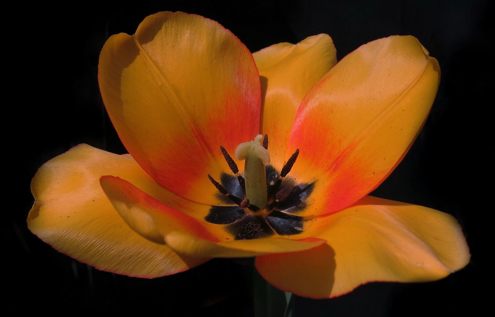 Canon PowerShot G15 sample photo. Apeldoorn, tulip, orange blossom photography