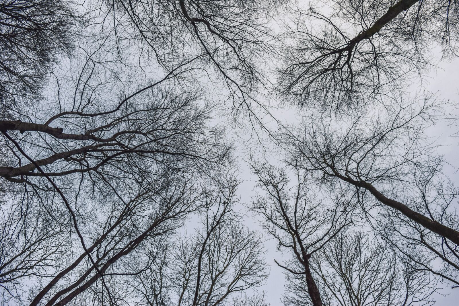 Nikon D3300 sample photo. Forest, landscape, nature photography