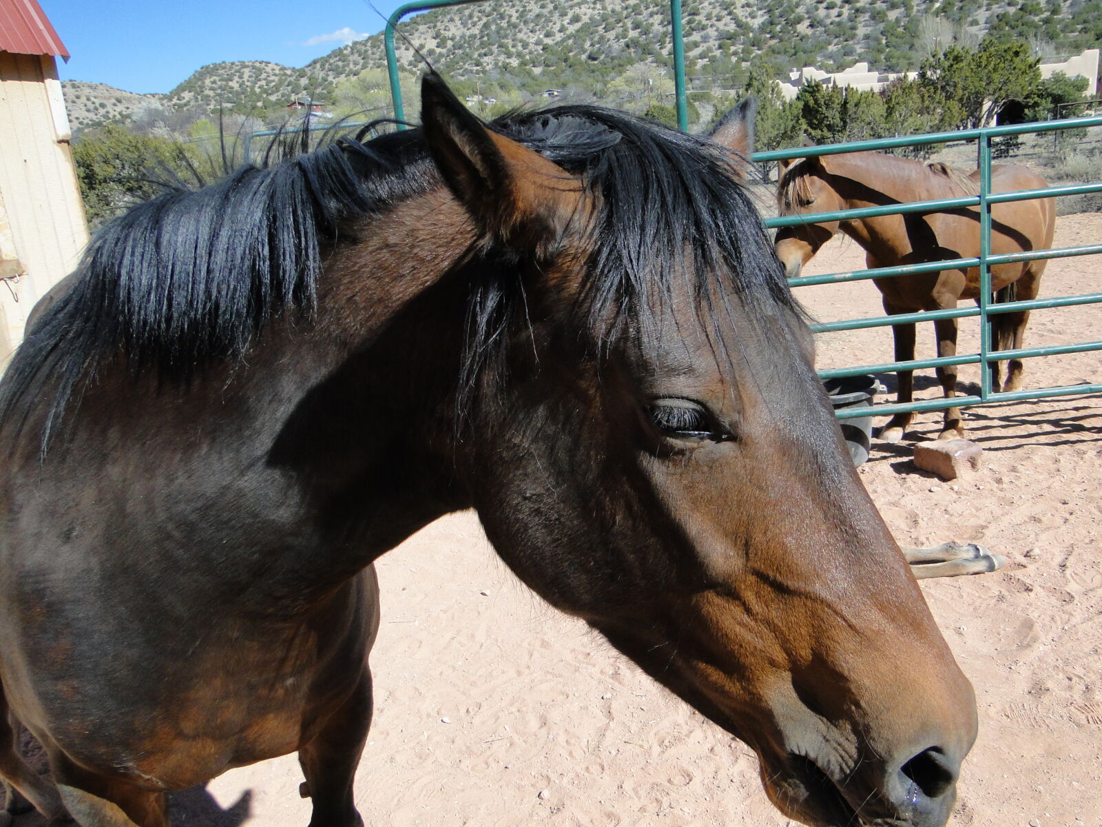 Sony Cyber-shot DSC-HX1 sample photo. Close, up, horse, head photography