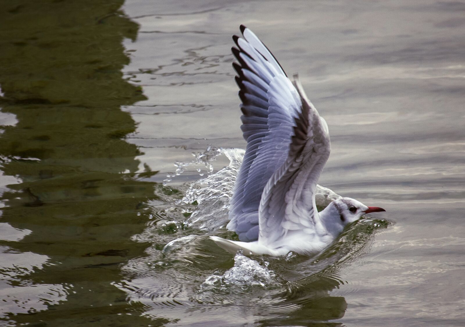 Canon EF-S 55-250mm F4-5.6 IS STM sample photo. Seagull, bird, animal photography