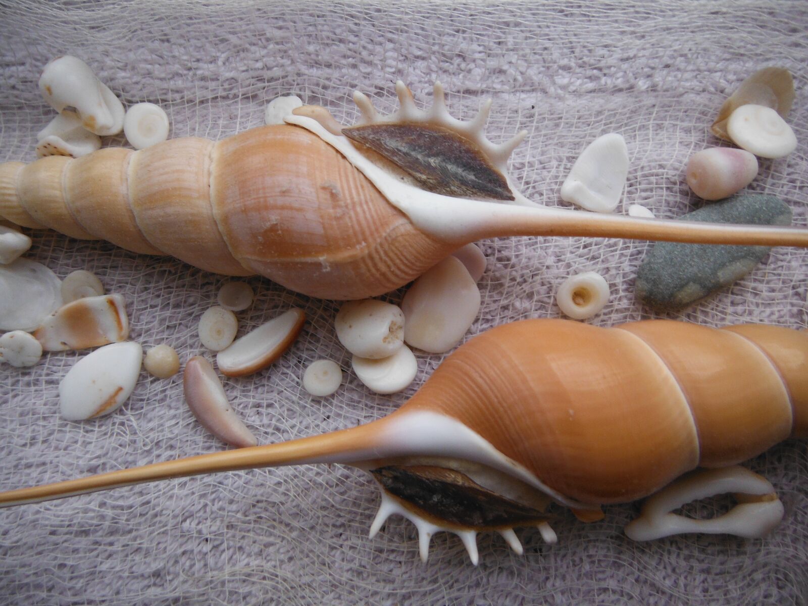 Fujifilm FinePix XP50 sample photo. Seashells, exotic, sea photography