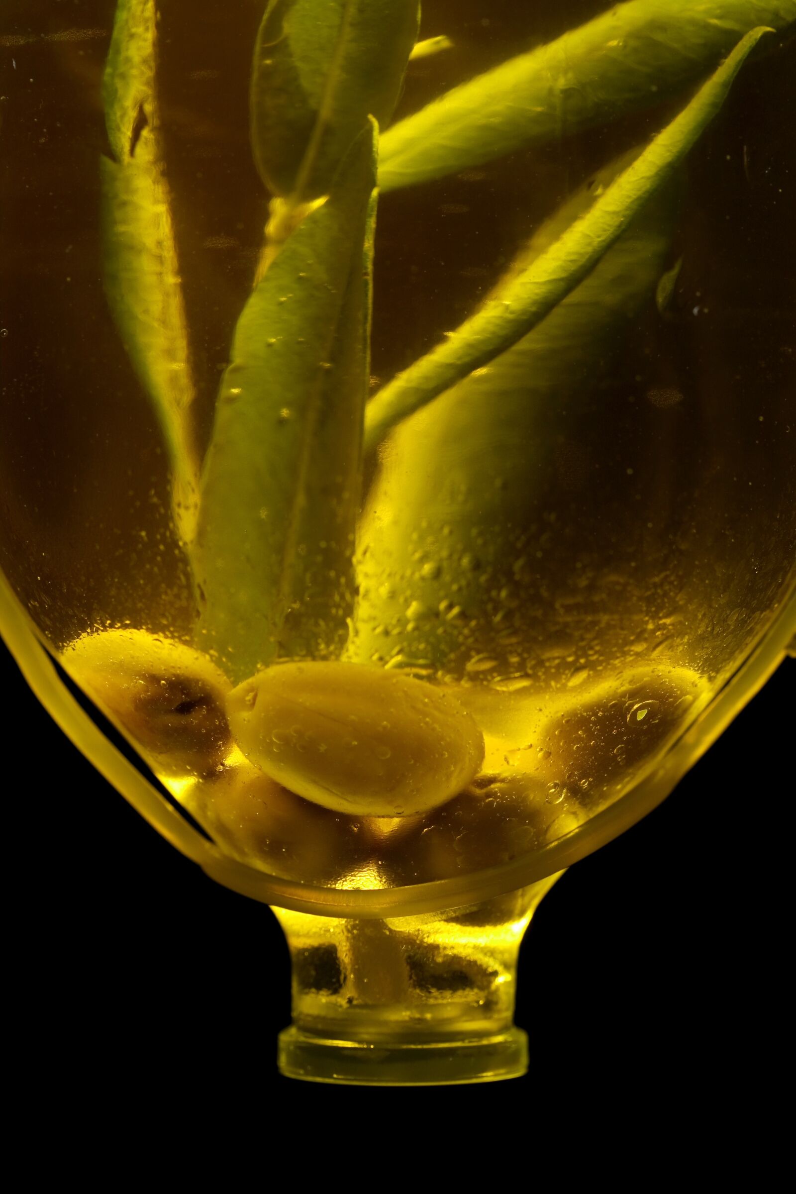 Canon EOS 40D sample photo. Olives, bottle, olive oil photography