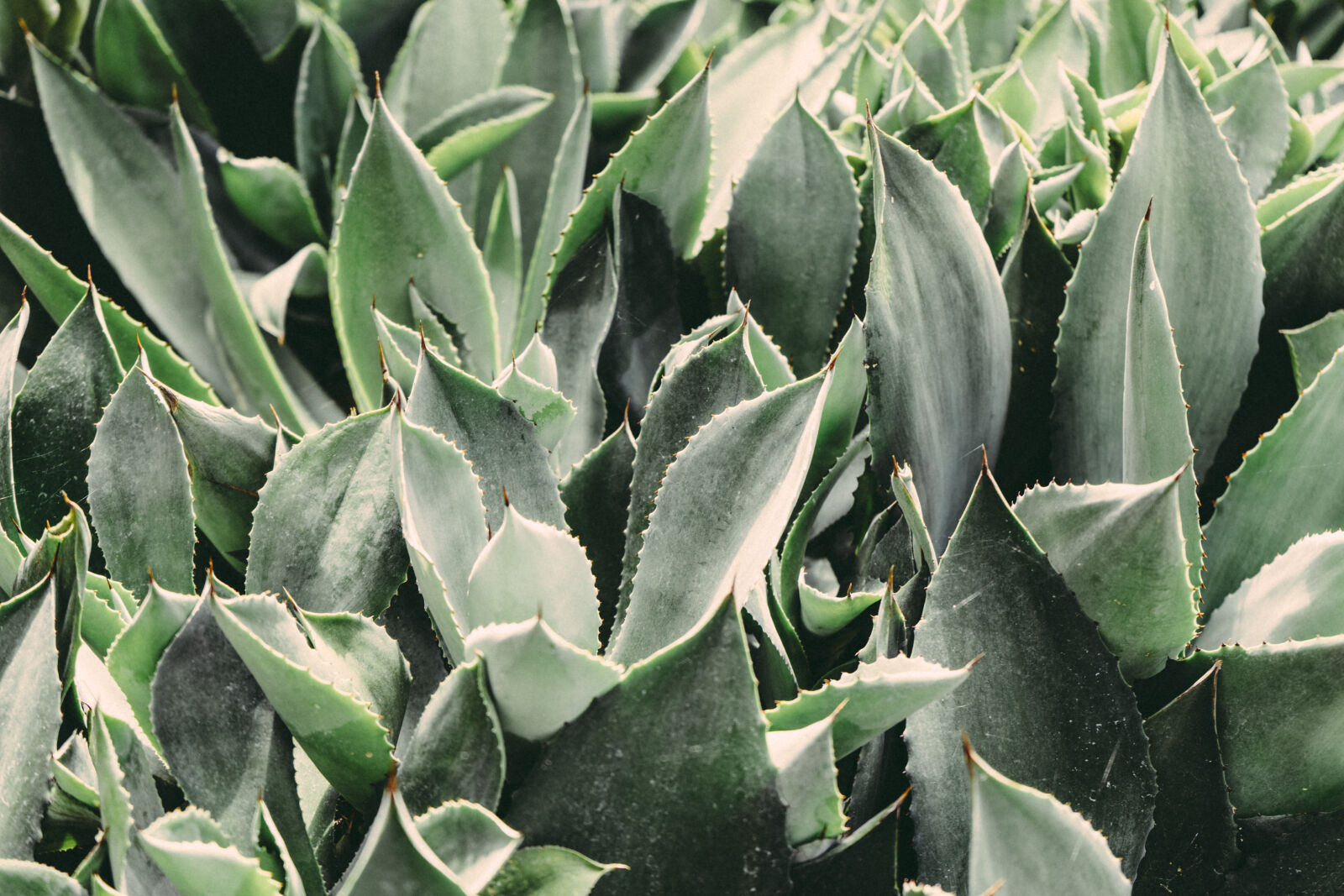 Sony a7 II + Sony FE 28-70mm F3.5-5.6 OSS sample photo. Aloe, vera, blue, botanical photography