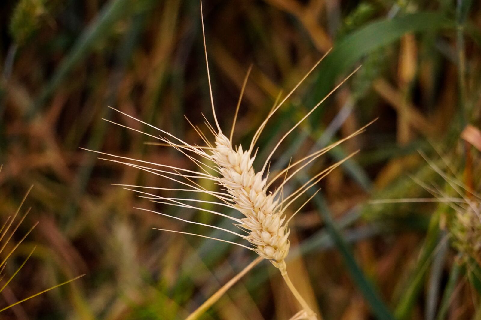 Sony a5100 + Sony E 55-210mm F4.5-6.3 OSS sample photo. Summer, sunset, fields photography