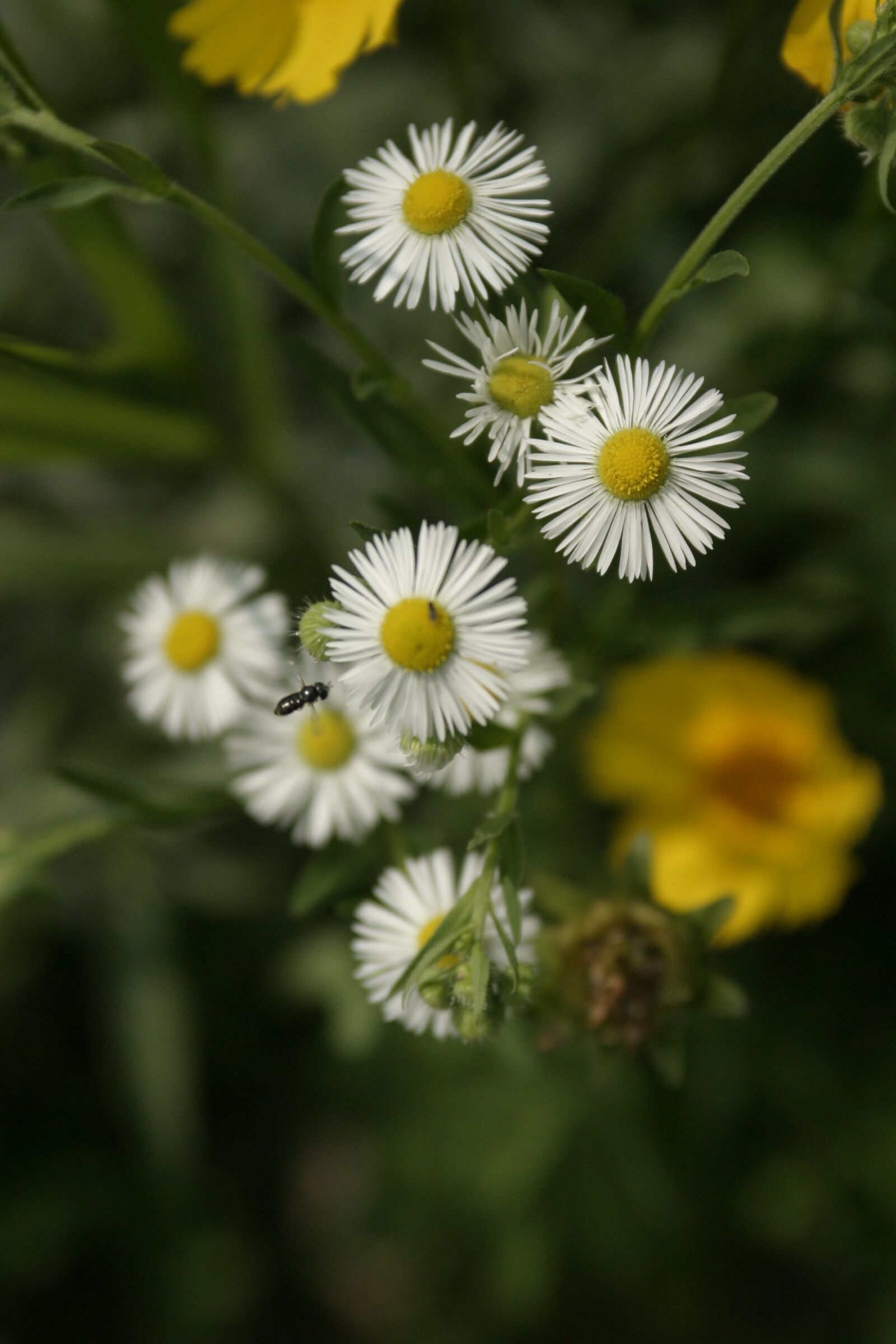 Canon EOS 10D sample photo. Minutes flower, flowers, white photography
