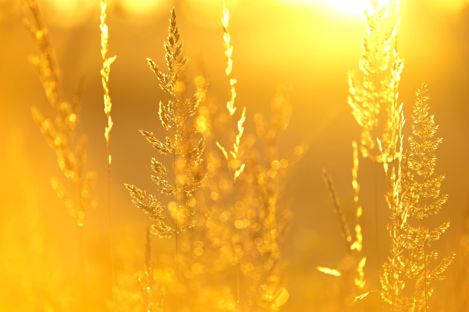 Nikon D700 sample photo. Meadow, sun, yellow sun photography